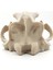Kutup Ayısı Kafatası Figürü - 15 cm 4