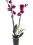 Phalaenopsis Orkide 60-80CM Çift Dallı Ithal Fuşya Ev Ofis Dekoru Hediyesi 1