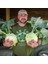 Doğal Geleneksel Giantl Kohlrabi (Alabaş) Tohumu (15 Tohum) 1