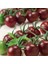 Yüksek Aromalı Chocolate Cherry Domates Tohumu (15 Tohum) 1