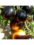 Bosque Bumblebee Cherry Domates Tohumu (15 Tohum) 2