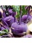 Doğal Mor Kohlrabi (Alabaş) Tohumu (15 Tohum) 1