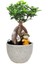 Ficus Ginseng Bonsai 1