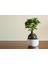 Ficus Ginseng Bonsai 2