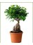 Ficus Ginseng Bonsai 4
