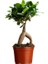 Ficus Ginseng Bonsai 5