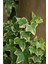 Alacalı Hedera Orman Sarmaşığı 100 150 Cm 2 Adet 2