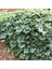Alacalı Hedera Orman Sarmaşığı 100 150 Cm 2 Adet 3