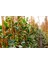 Alacalı Hedera Orman Sarmaşığı 100 150 Cm 2 Adet 5