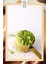 Organik Buğday Çimi Tozu 50G, Premium Wheat Grass Powder ( Glutensiz, Vegan, Katkısız ) 4