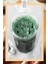 Organik Klorella Tozu 50G, Premium Chlorella Powder ( Glutensiz, Vegan, Katkısız ) 3