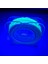Hazır Çapari Kombini Ultraviyole Uv Neon Fıstık Yeşili Makara 8