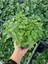 Mentha Nane Fidanı Saksıda 10-20 cm 1