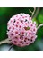 Mum Çiçeği Hoya Carnosa Fidesi 10-20 cm 2