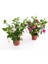 Fuchsia Küpe Küpeli Çiçegi Fidanı 10-20 cm 2