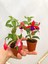 Fuchsia Küpe Küpeli Çiçegi Fidanı 10-20 cm 3
