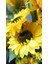 Yapay Ayçiçeği Demeti 125 cm 2