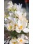 Yapay Anemon Çiçeği Pudra 78 cm 3