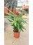 Calathea Mix 60-70 cm Ev Ofis Salon Bitkisi 2