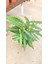 Calathea Mix 60-70 cm Ev Ofis Salon Bitkisi 3