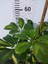 Şeflera Canlı Iç Mekan Bitkisi (Schefflera) 40-60 cm - Hızlı Büyüyen Dekoratif Bitki 4