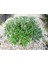 Pitosporum Yıldız Çalısı - Yer Örtücü Dış Mekan Bitkisi - 5 Adet Paket 1