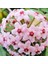 Hoya Carnosa Mum Çiçeği Fidanı10-20 cm 1