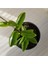 Hoya Carnosa Mum Çiçeği Fidanı10-20 cm 2