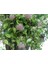 Hoya Carnosa Mum Çiçeği Fidanı10-20 cm 4