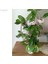 Hoya Carnosa Mum Çiçeği Fidanı10-20 cm 5