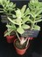 Para Ağacı Çiçeği (Crassula Ovata) 1