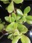 Para Ağacı Çiçeği (Crassula Ovata) 2