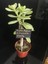 Para Ağacı Çiçeği (Crassula Ovata) 3
