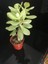 Para Ağacı Çiçeği (Crassula Ovata) 4