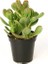 Zenginlik Para Çiçeği Fidanı 10-20 cm 1