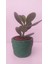 Zenginlik Para Çiçeği Fidanı 10-20 cm 2