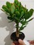 Bonsai Para Çiçeği Şans Çiçeği Bereket Çiçeği 10-20 cm 1