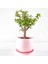 Bonsai Para Çiçeği Şans Çiçeği Bereket Çiçeği 10-20 cm 3