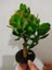 Bonsai Para Çiçeği Şans Çiçeği Bereket Çiçeği 10-20 cm 4