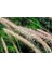 Pennisetum Çalısı 10'lu Set 4