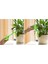 Silhouette 4 Adet Otomatik Sulama Cihazı Küre Tatil Houseplant Saksı Ampuller Bahçe Suluk Çiçek Su Damla Yeşil (Yurt Dışından) 4