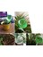Silhouette 4 Adet Otomatik Sulama Cihazı Küre Tatil Houseplant Saksı Ampuller Bahçe Suluk Çiçek Su Damla Yeşil (Yurt Dışından) 5