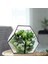 Silhouette 7 Adet Yapay Etli Bitkiler Yeşil Saksısız Sahte Çiçek Succulents Ev Bahçe Süslemeleri Için Mini Echeveria (Yurt Dışından) 5