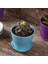 Silhouette 10 Adet Plastik Kapalı Çiçek Bitki Saksıları, Mini Çiçek Fideleri Fidanlık Saksısıekicisaksı Palet ile (Yurt Dışından) 5