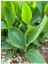 (Kanı Canna Indica Yellow King Humbert Kanna) Sarı-Kırmızı 1