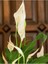 Spathiphyllum - Barış Çiçeği 50 - 60 cm Küçük Canlı Ev Bitkisi Ofis Bitkisi Salon Bitkisi Iç Mekan 3