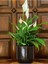 Spathiphyllum - Barış Çiçeği 50 - 60 cm Küçük Canlı Ev Bitkisi Ofis Bitkisi Salon Bitkisi Iç Mekan 4