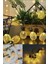 Mulvxkrg KRG02 Dekoratif Pilli Pineapple Ananas Pilli Şerit LED Işık (1 Metre) (Mulvix) 1