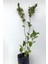 Lila Leylak Çiçeği Fidanı 1 Adet Mor 40-80 cm 4