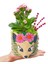 Ceylan Saksıda Kalanchoe Iç Mekan Hediyelik Bitki 3